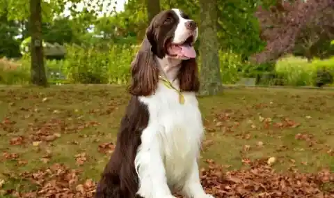 25. English Springer Spaniel