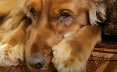 Dog Confused After She Gives Birth To Unusual Pups