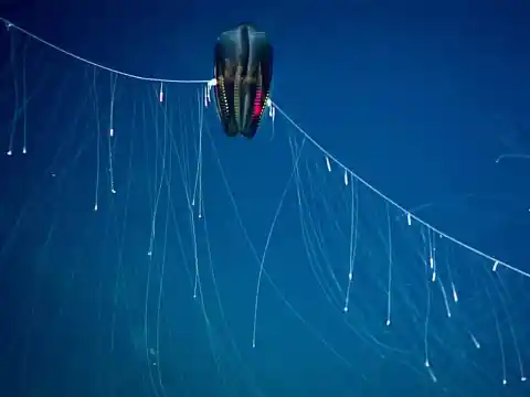 Ctenophore