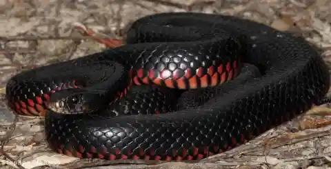 Red-Bellied Black Snake