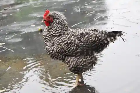 Fill in the blank ... "____ than a wet hen."