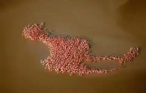 Did The Flamingos Plan This?