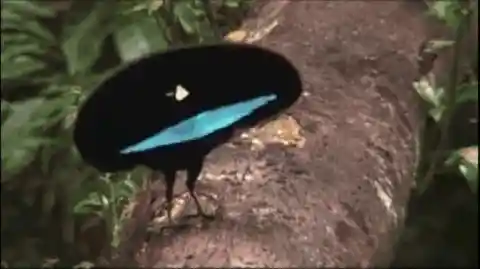 Vogelkop Superb Bird-of-Paradise