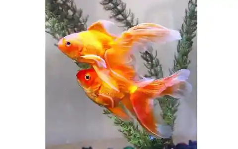  A Goldfish Is An Easy-To-Care 