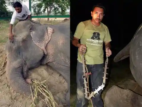 This Elephant Suffered 50 Years Of Abuse. Then When He Was Freed, His Reaction Was Painfully Human