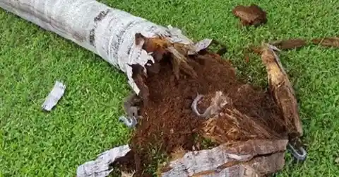 A Fallen Tree