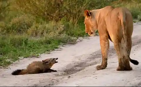 The Injured Fox Caught By A Lion Family, They Do Not Hesitate