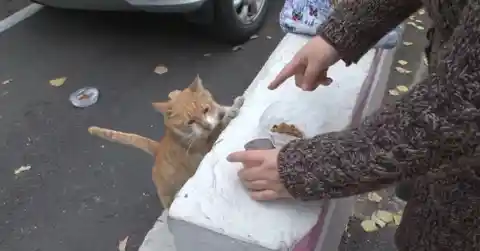 Cat Refuses Food Unless She Can Carry It, Gut Tells Woman To Follow Her