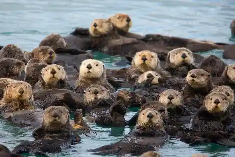 Otter Rafts