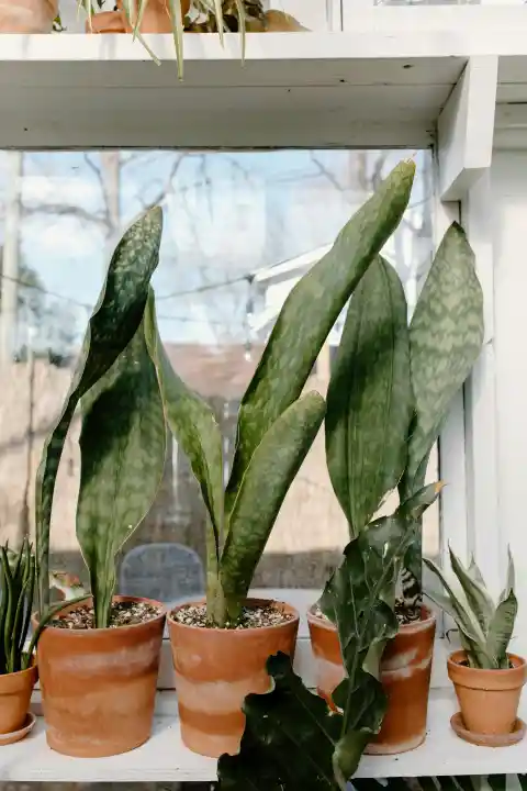 Snake Plants