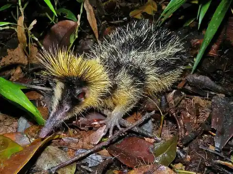 Lowland Streaked Tenrec