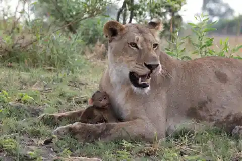 The Lion Discovered The Baby Baboon Trying To Climb A Tree