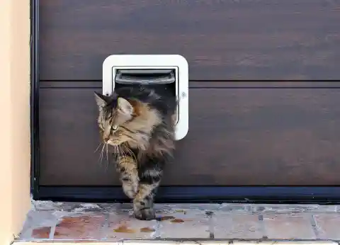 Cat Flaps As An Escape System