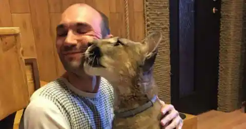 This Sick Puma Was Rescued From A Zoo And Is Now A Spoiled House Cat