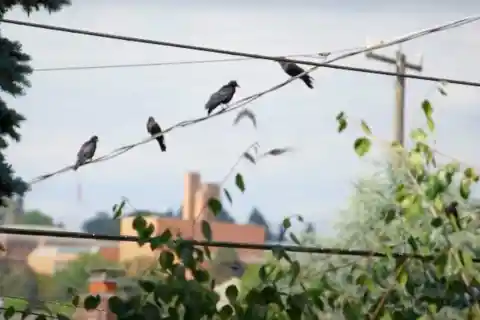 The Crows Gather
