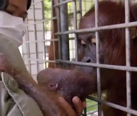 What Happened When an Orangutan Mother and Her Baby Were Reunited