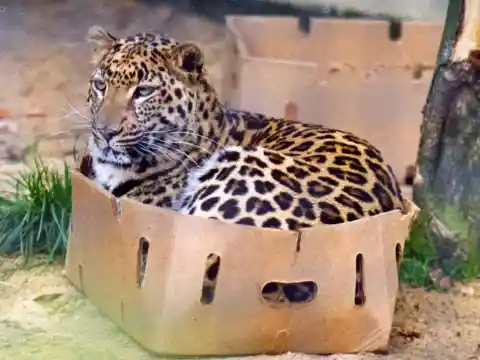 Big Box For A Big Cat