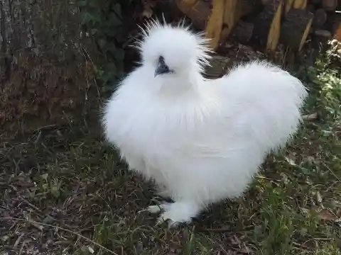 Silkie Chicken