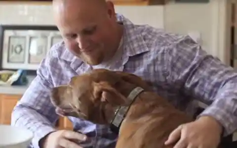 This Pit Bull Refused to Give Birth But Something Else Made Things More Complicated