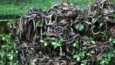 Snake Island, Brazil