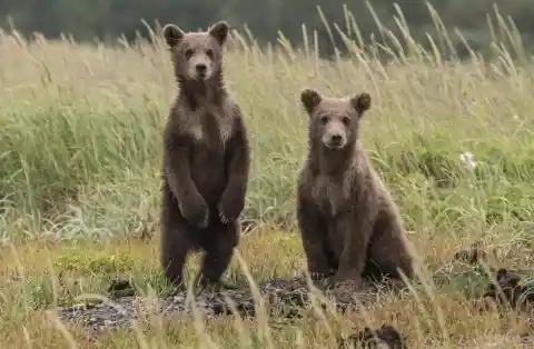 Mama Bear Grabs Man After He Saves Her Cubs