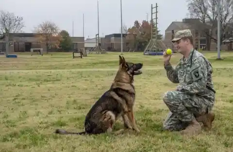 Dogs Used As Mascots