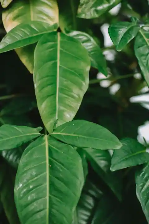 The Philodendron Plant