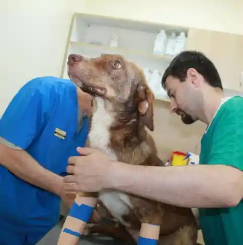 They rewrapped his legs to further the healing but opted to wait on operating as he was still a growing boy.