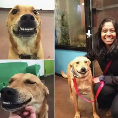Photos Of Shelter Dogs The Moment They Get Adopted