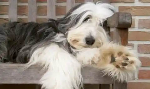 28. Bearded Collie