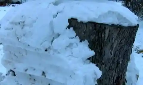  A Tree Stump