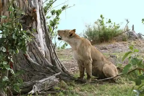 The Photographers Expected The Worst As The Lion Approached The Young Baboon