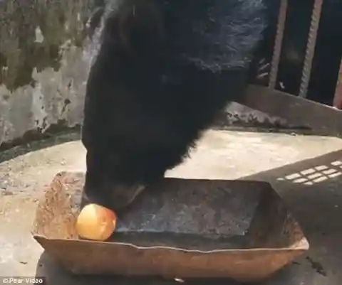 'We thought it was a puppy': 'Pet dog' raised by Chinese family for two years is actually a BEAR
