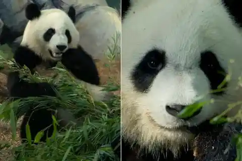 China’s Chengdu Research Base of Giant Panda Breeding