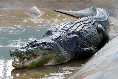 Fear Crocodiles