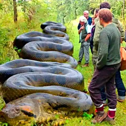 A Giant Snake