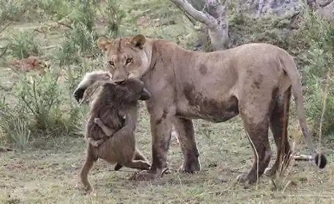 Lioness Captures A Baby Baboon But Does The Last Thing You'd Expect