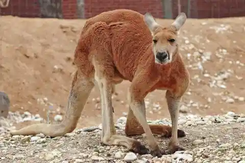 The Most Dangerous Animals In Australia
