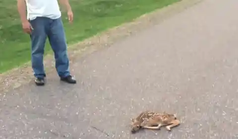 Guy Stumped When Fawn Refuses To Move, Looks Closer And Realizes He Has To Act Fast