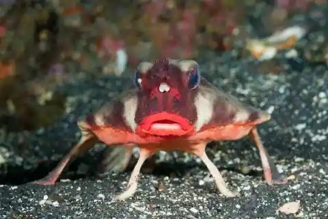 Red-lipped Batfish