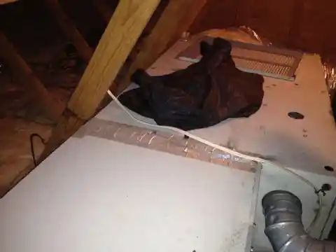 Woman Discovers the Unthinkable Living in Her Attic for over a Decade
