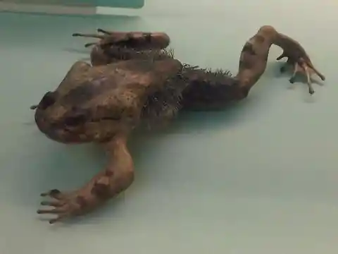 Hairy Frog