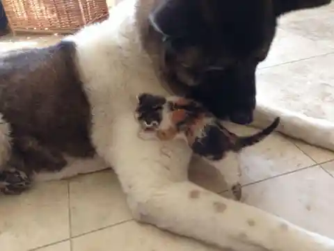 Dog Adopts Baby Ducklings