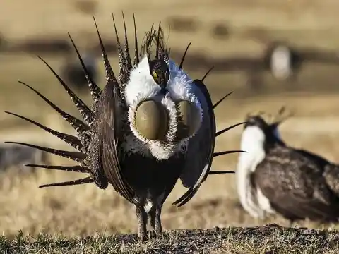 Greater Sage-Grouse