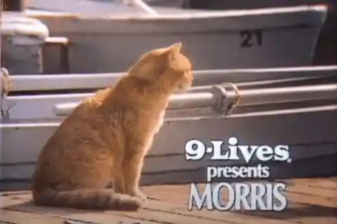 Morris The Cat