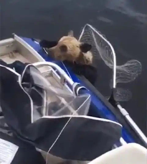 Mother Bear Leaves Cubs In Water, Before Fisherman Makes A Last Ditch Effort