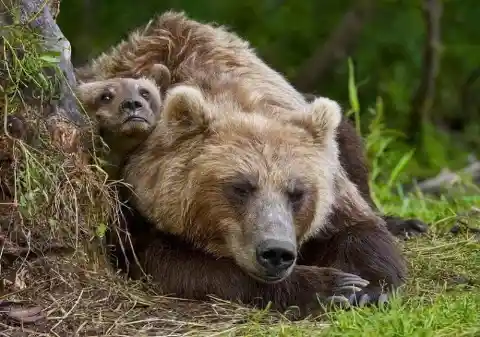 Looking For The Mother Bear