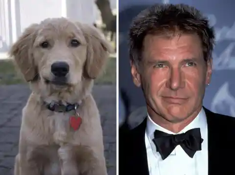 This Dog Looks Like Harrison Ford