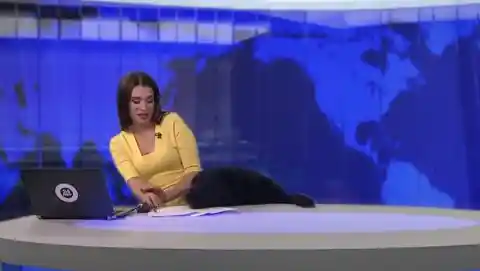 Airtime for the Dog
