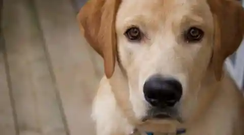 This Dog’s Discovery Changed His Owner’s Life Forever